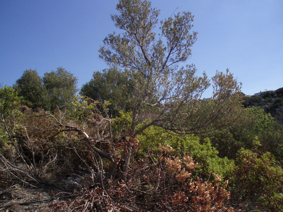 almyria plot for sale walking distance to the beach 14