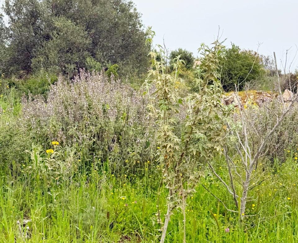 whatsapp image 2026 04 16 at 10.20.29 am (3)