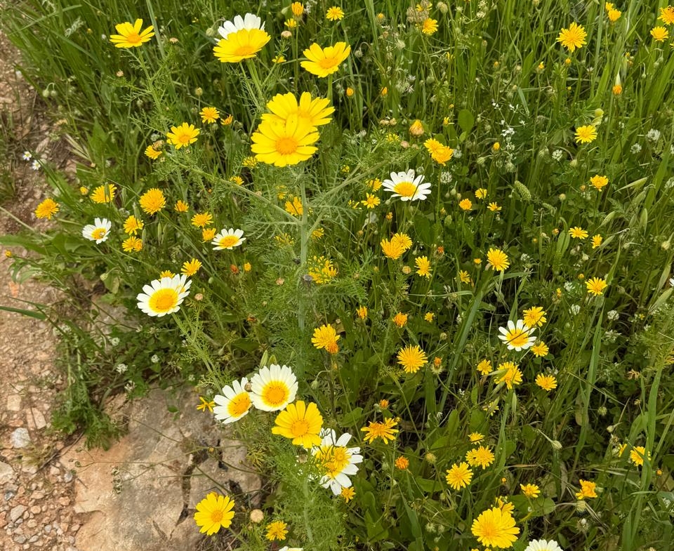 whatsapp image 2026 04 16 at 10.20.29 am (5)