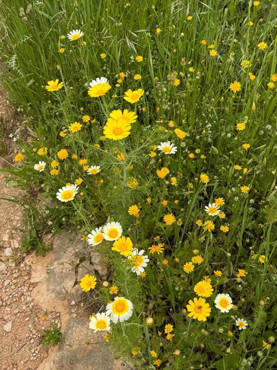 whatsapp image 2026 04 16 at 10.20.29 am (5)